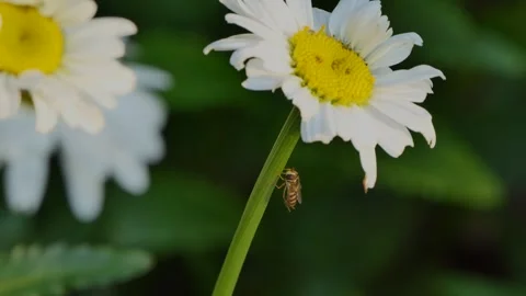 Small insect with wings on a daisy in the garden Stock Footage 244806829