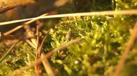 Small insect in the young grass Video stock 42126801