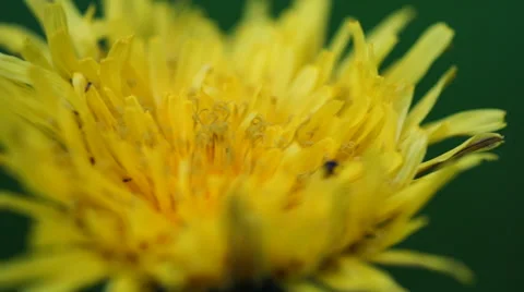 Small insects ants beetles climb on yellow flower macro Video stock 67994858