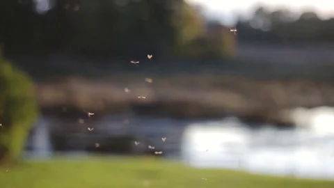 Small insects are flying in slow motion, close up shot near the river Stock Footage 69992229