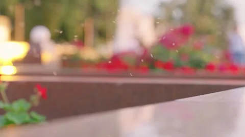 Small insects buzz around flower bed with blooming plants Stock Footage 271475594