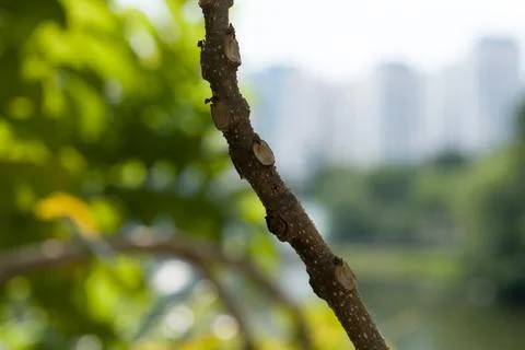 Small insects cling to a tree branch Stock Photos