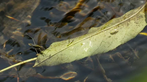 Small insects crawl across leaf's surface. Leaf floats gently on calm water.. Vídeos de archivo 345963156