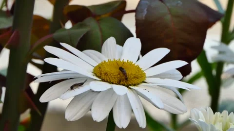 Small insects crawling on daisy in the garden Stock Footage 244806842