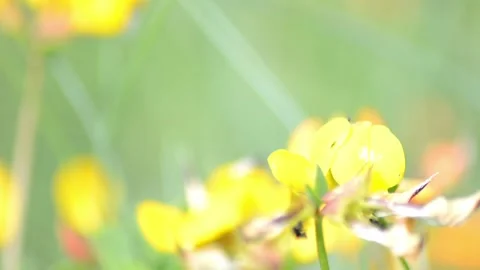 Small Insects Crawling Ontop of Yellow Flowers Stock Footage 133207884