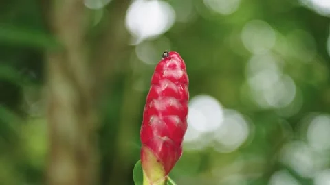 Small Insects Exploring Red Button Ginger Bud Tip Stock Footage 344189192