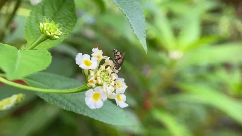 Small insects on flowers. Stock Footage 263887045