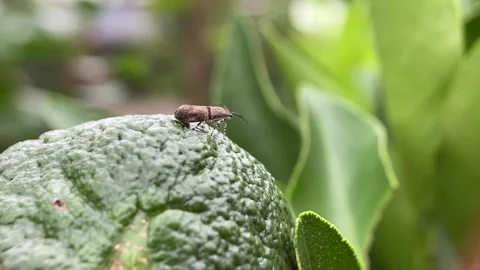 Small insects on flowers. Stock Footage 263955136