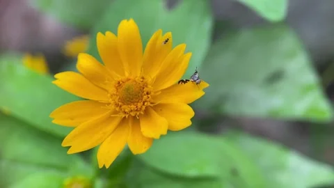 Small insects on flowers. Video stock 263958998
