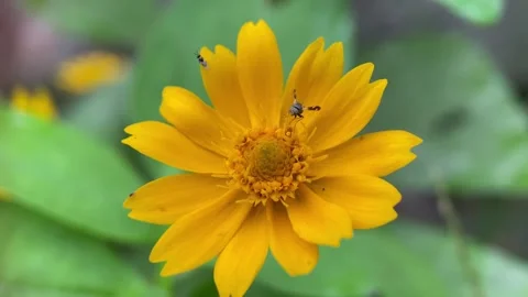 Small insects on flowers. Stock Footage 263959262