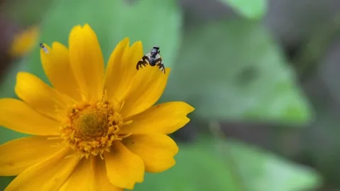 Small insects on flowers. Stock Footage 263959504