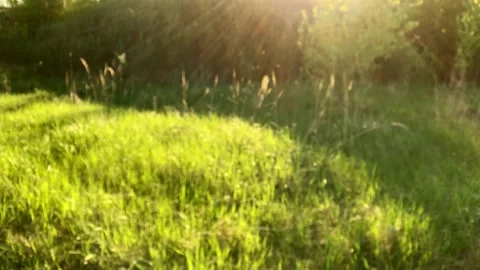 Small insects fly over the green meadow in the early morning. Beautiful nature Stock Footage 130464228