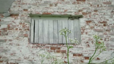 Small insects fly over white flowers against old building Stock Footage 135516417