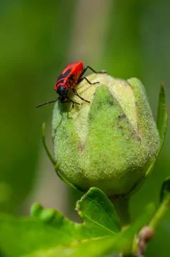 Small insects fly Stock Photos