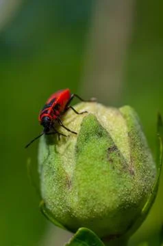 Small insects fly Stock Photos
