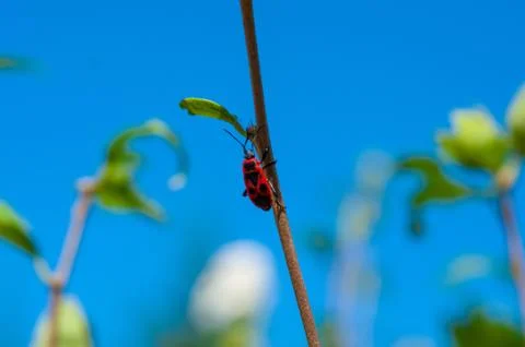 Small insects fly Stock Photos