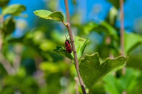 Small insects fly Stock Photos
