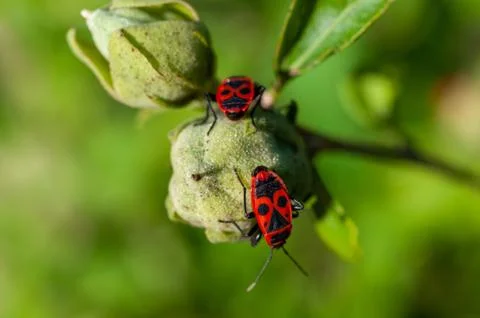 Small insects fly Stock Photos