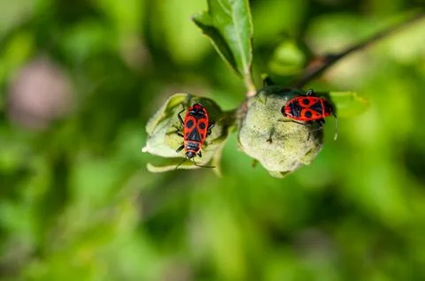 Small insects fly Stock Photos