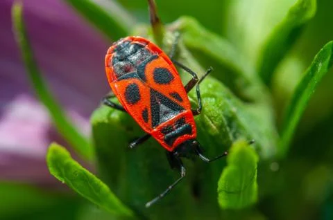 Small insects fly Stock Photos