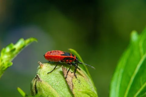 Small insects fly Stock Photos