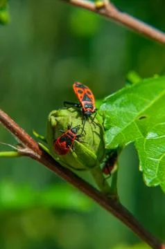Small insects fly Stock Photos