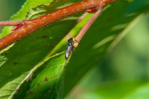 Small insects fly Stock Photos