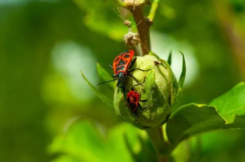 Small insects fly Stock Photos