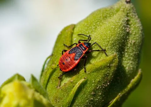 Small insects fly Stock Photos