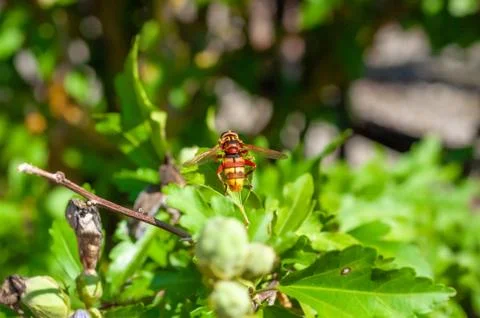 Small insects fly Stock Photos