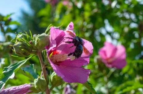 Small insects fly Stock Photos