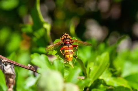 Small insects fly Stock Photos