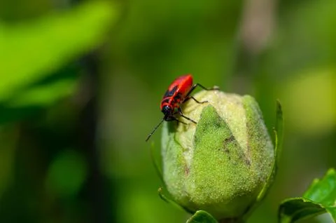 Small insects fly Stock Photos