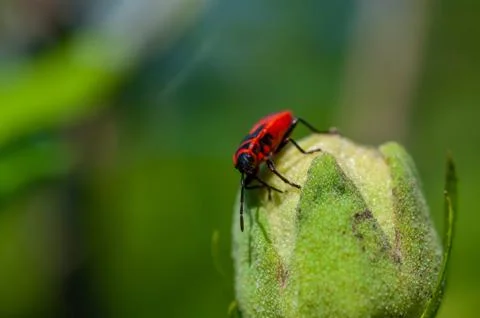 Small insects fly Stock Photos