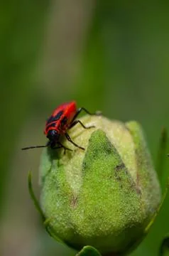 Small insects fly Stock Photos