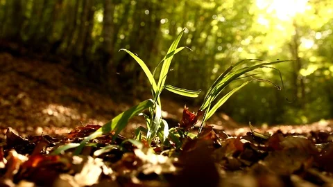 Small insects flying around green plants. Video stock 116549504