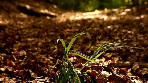 Small insects flying around green grass plant in Autumn Stock Footage 116550017