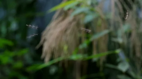 Small insects is flying Video stock 50117033