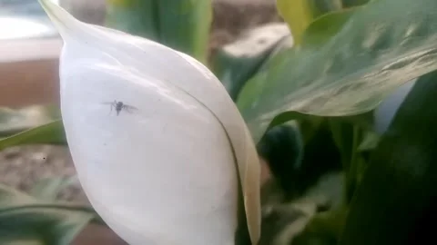 Small insects 動画素材 241772178
