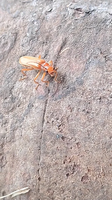 Small insects Stock-Footage 326701834