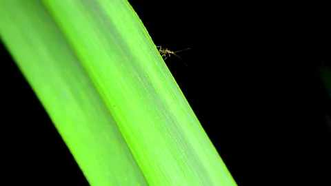 Small insects on the grass close up Stock Footage 125118670