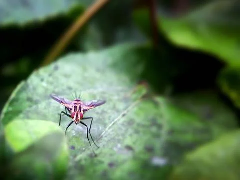 Small insects on the leaves Stock Photos