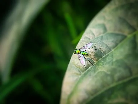Small insects on the leaves Foto stock