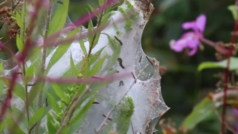 Small Insects Moving on Plant Leaves in Gentle Breeze Stock Footage 327683175