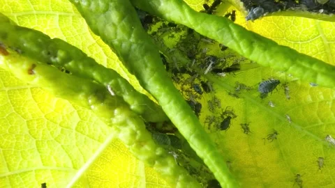 Small insects parasites aphids close-up, macro video Video stock 277129623