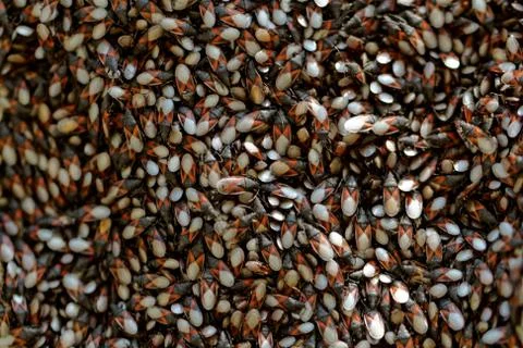 Small insects Stock Photos