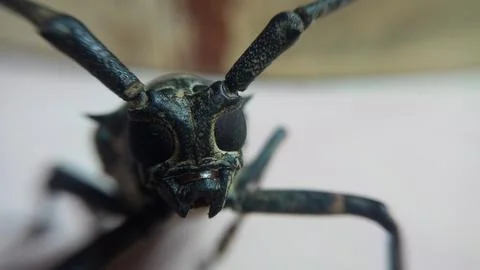 Small insects Stock Photos