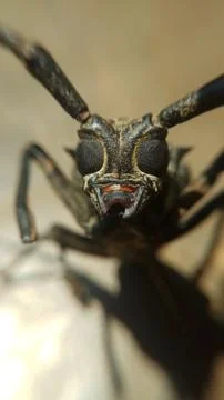 Small insects Stock Photos