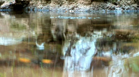 Small insects in the pond in the woods Video stock 525434
