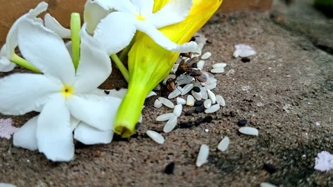 Small Insects Resting On Flowers And Grain Seeds Video stock 341314782